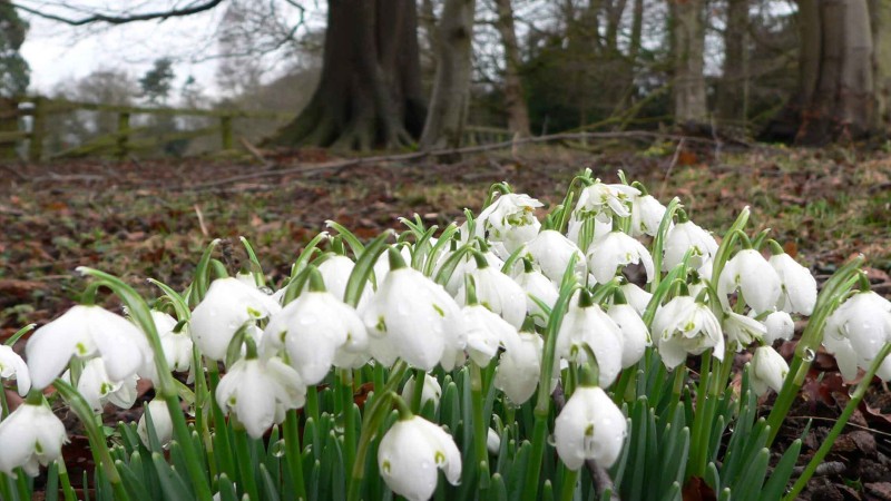 Imbolc