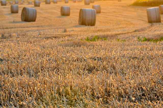 Harvest Festival